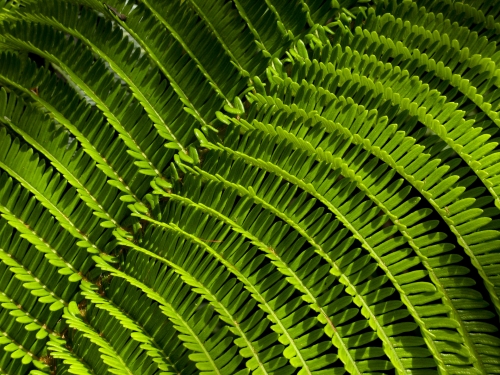 Fern-2 (1)